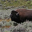 A bull bison bellowing