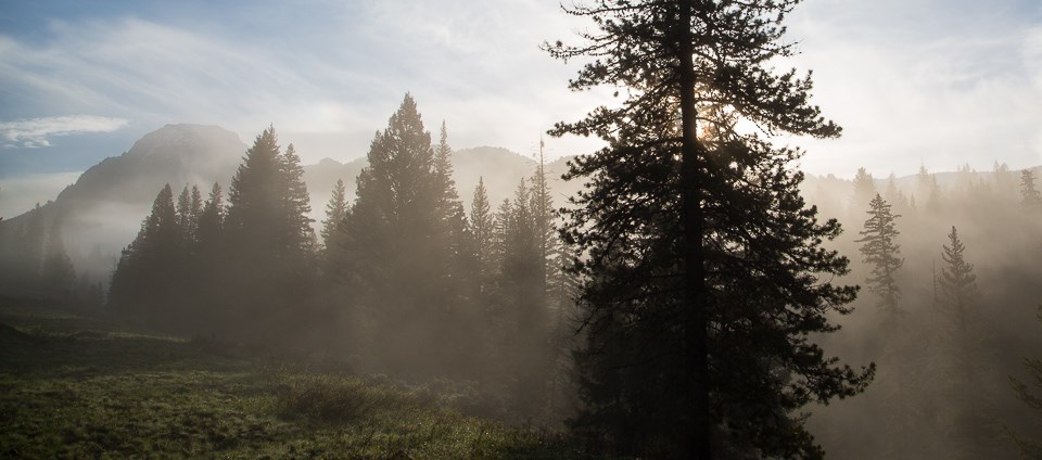 Sunrays rising over a forested landscape.