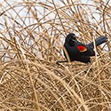 A bird perched on a reed.