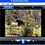 A sow grizzly on a hillside.