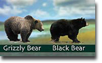 Drawing of grizzly and black bear for comparison.