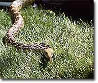 A bullsnake slides through the grass