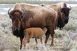 A bison cow nurses her calf.