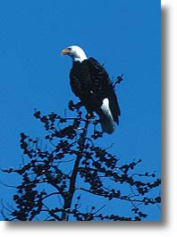 A Bald Eagle has a commanding view from her perch in a tree.