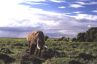 Photo of an African Elephant