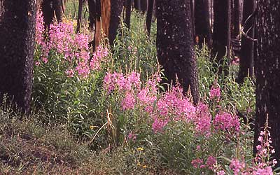 Fireweed growing between burnt trees