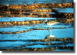 A bird hunts for insects