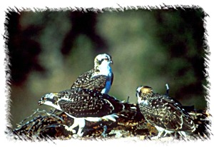 Osprey - NPS Photo