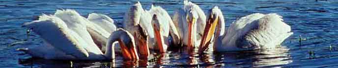 pelicans