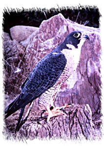 Peregrine Falcon - NPS Photo