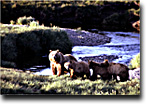 A sow grizzly and her cubs stand in front of a stream.