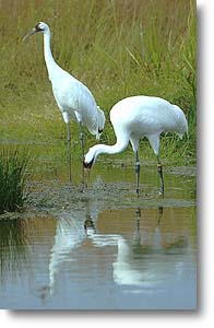 Two Whooping Cranes go wading for a meal.