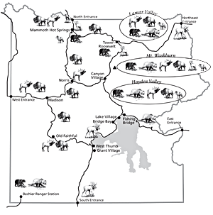 Map of wildlife in Yellowstone.