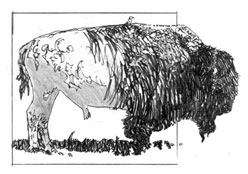 Bison with a bird on its back