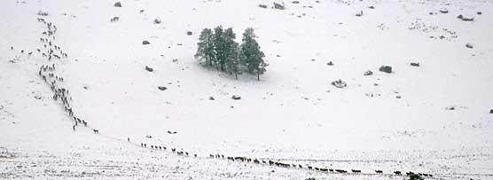 A winter scene with a herd of elk on a hillside.