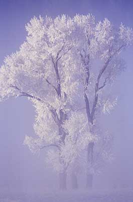 Trees are covered in snow and mist.