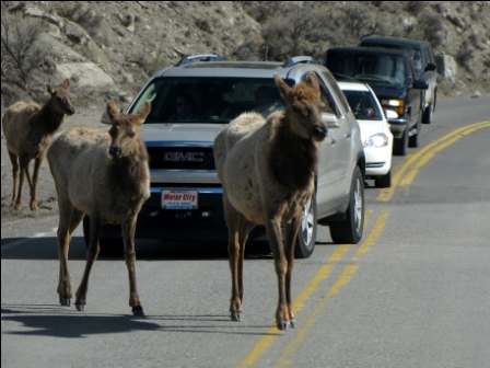 Elk Crossing