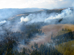Smoke pours from a lodgepole forest.