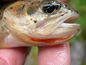 The red slash on a cutthroat trout stands out in this close up photo.