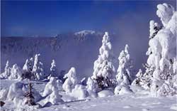 Snow covered trees 3