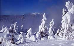 Snow-covered_trees_3.jpg