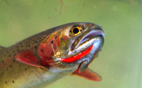 Close up image of red jaw slash on juvenile cutthroat trout.
