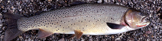 Cutthroat Trout