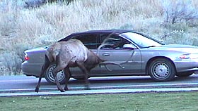 Elk rams a car, Yellowstone National Park