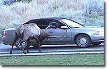 Bull elk ramming a car