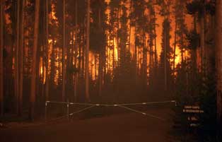 The Crown Fire in the "L" Loop at the Grant Village Campground