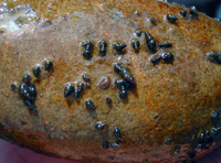 Very small New Zealand mudsnails are shown on the surface of a rock taken from a stream. Very small New Zealand mudsnails are shown on the surface of a rock taken from a stream.