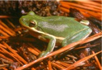 Tree Frog