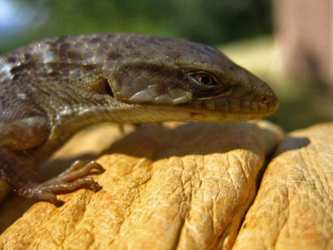 Photo of an alligator lizard