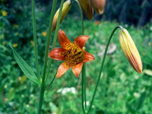 Alpine Lily