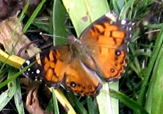 American Lady Butterfly