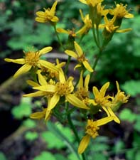 Arrowleaf Groundsel