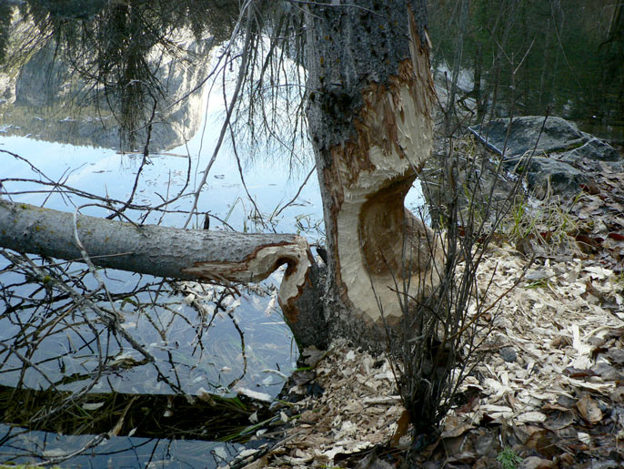 Tree trunk gnawed on by beaver