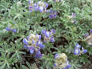 Brewer's Lupine