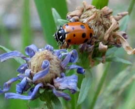 Convergent Lady Beetle 