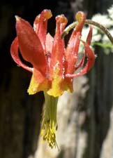 Crimson Columbine