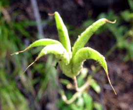 Crimson Columbine - Fruit