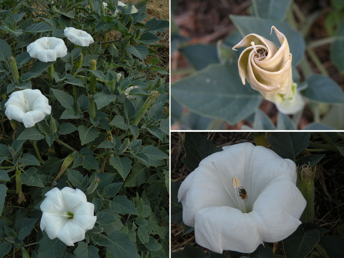 Photos of white datura flowers