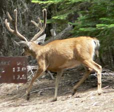 Deer antlers