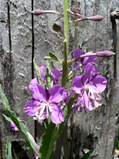 Fireweed