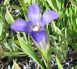Fringed Sierra Gentian - close up