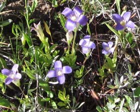 Fringed Sierra Gentian