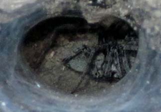Funnel-web Spider