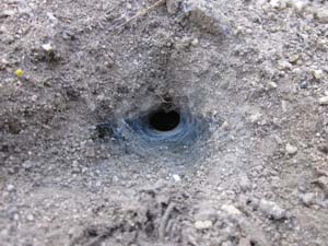 Funnel-web spider hole