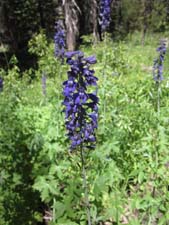 Giant Mountain Larkspur