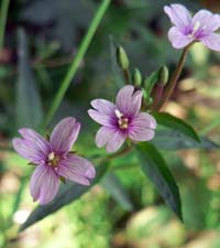 Glaucus Willow Herb